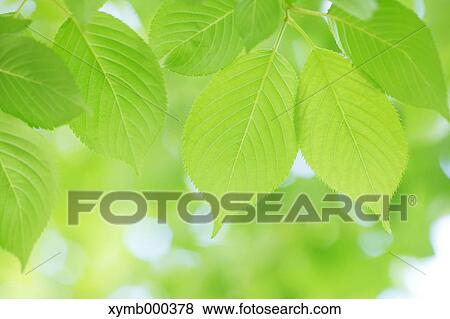 Green leaves View Large Photo Image Stock Photo - Green leaves. Fotosearch