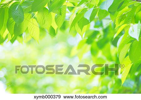 Stock Photo - Green leaves. Fotosearch