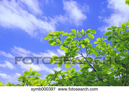 Stock Photo - Green leaves. Fotosearch