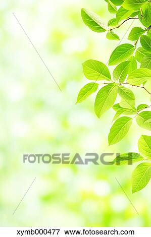 Green leaves View Large Photo Image Stock Photo - Green leaves. Fotosearch