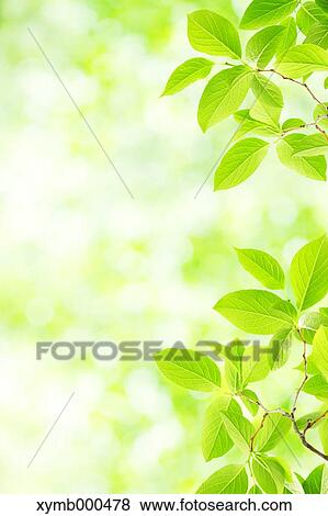 Stock Photo - Green leaves. Fotosearch