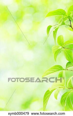 Stock Photo - Green leaves. Fotosearch
