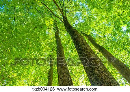 Green leaves View Large Photo Image Stock Photograph - Green leaves. Fotosearch