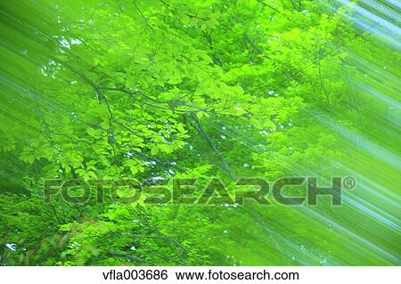 Green leaves View Large Photo Image Stock Photograph - Green leaves. Fotosearch