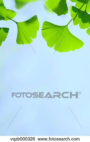 Green leaves View Large Photo Image Stock Photograph - Green leaves. Fotosearch