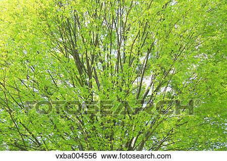 Green leaves View Large Photo Image Stock Photograph - Green leaves. Fotosearch