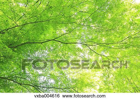 Green leaves View Large Photo Image Stock Photograph - Green leaves. Fotosearch