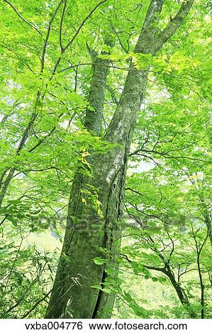 Green leaves View Large Photo Image Stock Photograph - Green leaves. Fotosearch