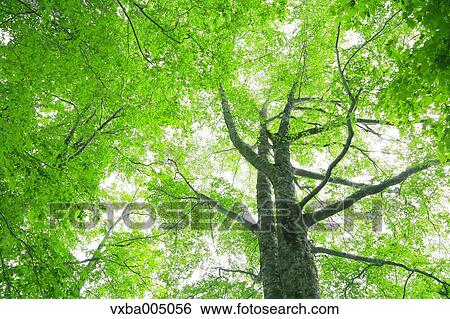 Green leaves View Large Photo Image Stock Photograph - Green leaves. Fotosearch