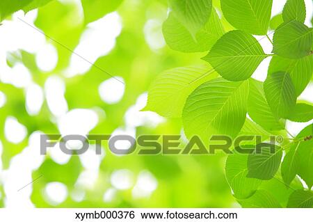 Green leaves View Large Photo Image Stock Photograph - Green leaves. Fotosearch