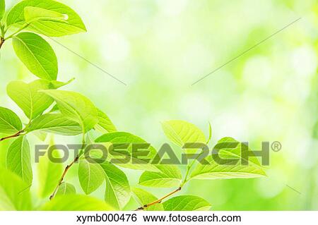 Green leaves View Large Photo Image Stock Photograph - Green leaves. Fotosearch