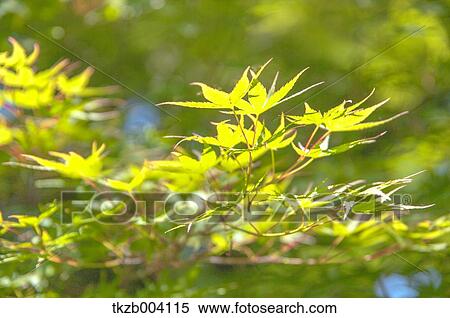 Stock Photography - Green leaves. Fotosearch