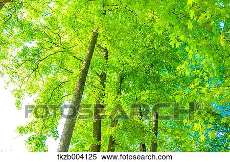 Green leaves View Large Photo Image Stock Photography - Green leaves. Fotosearch