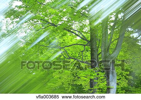 Stock Photography - Green leaves. Fotosearch