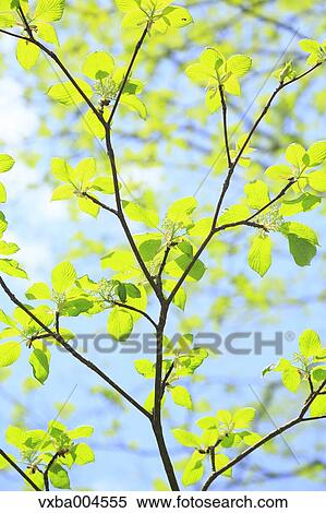 Green leaves View Large Photo Image Stock Photography - Green leaves. Fotosearch