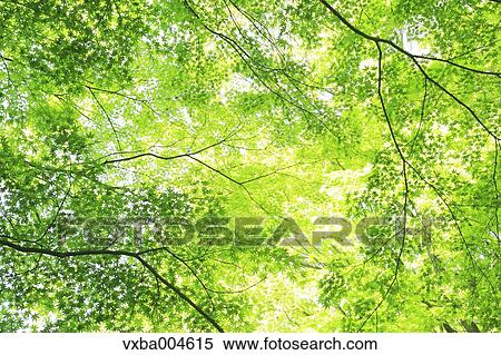 Green leaves View Large Photo Image Stock Photography - Green leaves. Fotosearch