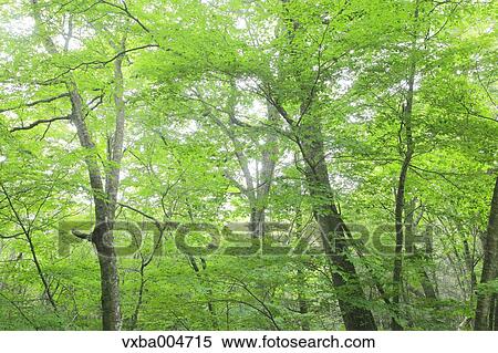 Green leaves View Large Photo Image Stock Photography - Green leaves. Fotosearch