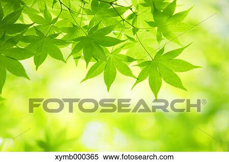 Stock Photography - Green leaves. Fotosearch