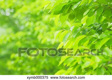 Green leaves View Large Photo Image Stock Photography - Green leaves. Fotosearch