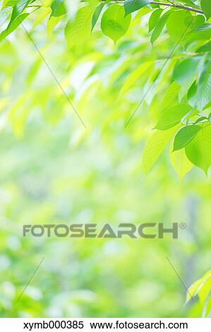 Stock Photography - Green leaves. Fotosearch