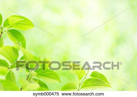 Stock Photography - Green leaves. Fotosearch
