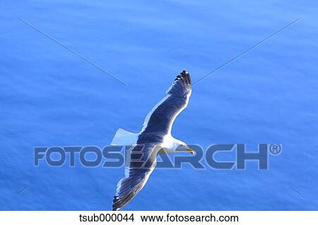 Picture - Gull flying. Fotosearch