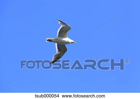Picture - Gull flying. Fotosearch