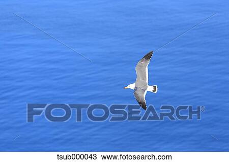 Stock Image - Gull flying. Fotosearch