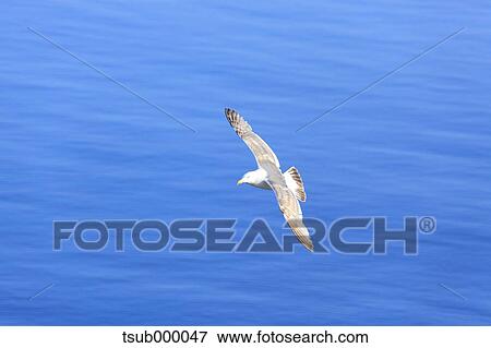 Stock Photo - Gull flying. Fotosearch