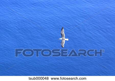 Stock Photo - Gull flying. Fotosearch
