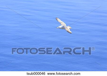 Stock Photograph - Gull flying. Fotosearch