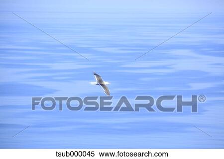 Gull flying View Large Photo Image Stock Photography - Gull flying. Fotosearch