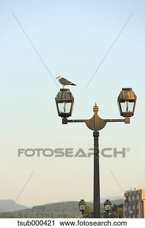 Gull on street light View Large Photo Image Stock Image - Gull on street light. Fotosearch