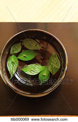 Stock Photo -  Helwingia Japonica leaves in a vase. Fotosearch