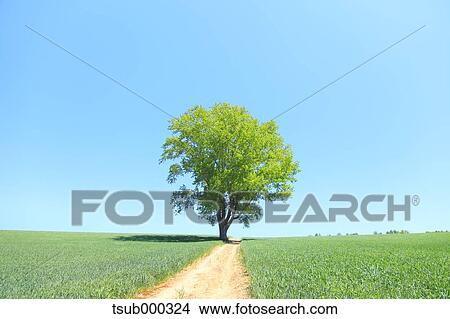 Picture - Hokkaido, Japan. Fotosearch