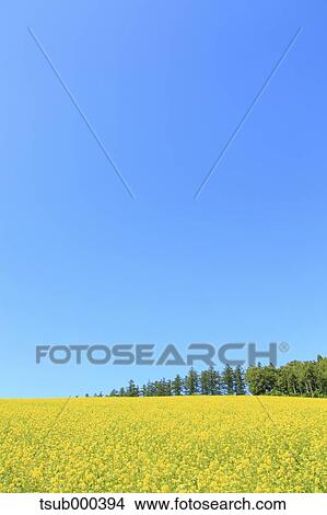 Hokkaido, Japan View Large Photo Image Picture - Hokkaido, Japan. Fotosearch