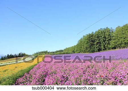 Picture - Hokkaido, Japan. Fotosearch