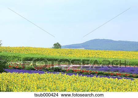 Hokkaido, Japan View Large Photo Image Picture - Hokkaido, Japan. Fotosearch