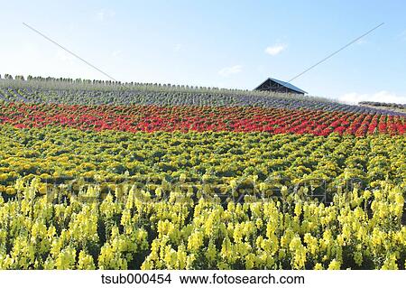Hokkaido, Japan View Large Photo Image Picture - Hokkaido, Japan. Fotosearch