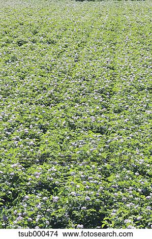 Picture - Hokkaido, Japan. Fotosearch