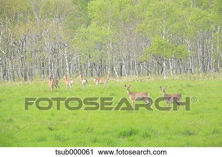 Stock Image - Hokkaido, Japan. Fotosearch