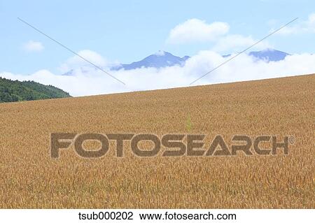 Hokkaido, Japan View Large Photo Image Stock Image - Hokkaido, Japan. Fotosearch