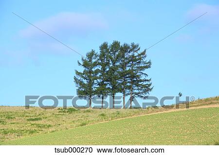 Stock Image - Hokkaido, Japan. Fotosearch