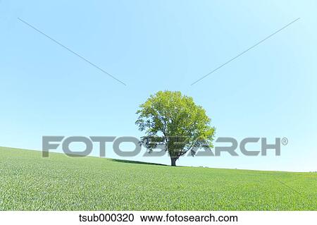 Stock Image - Hokkaido, Japan. Fotosearch