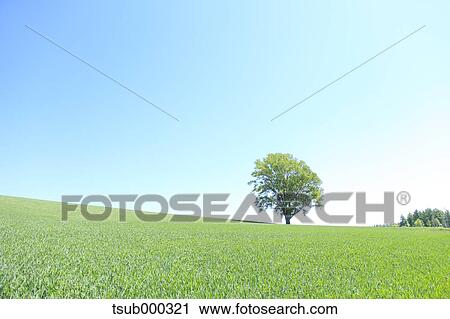 Stock Image - Hokkaido, Japan. Fotosearch