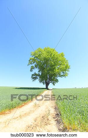 Stock Image - Hokkaido, Japan. Fotosearch