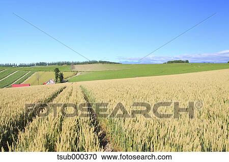 Hokkaido, Japan View Large Photo Image Stock Image - Hokkaido, Japan. Fotosearch