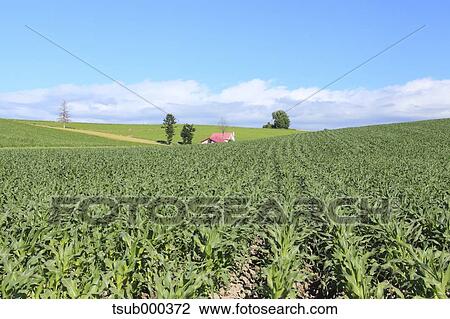 Hokkaido, Japan View Large Photo Image Stock Image - Hokkaido, Japan. Fotosearch
