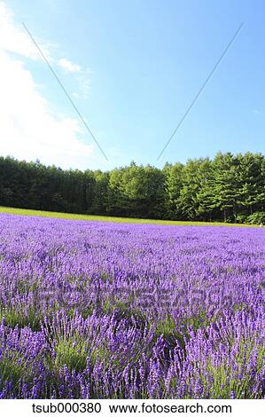 Hokkaido, Japan View Large Photo Image Stock Image - Hokkaido, Japan. Fotosearch