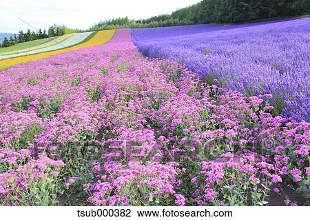 Hokkaido, Japan View Large Photo Image Stock Image - Hokkaido, Japan. Fotosearch